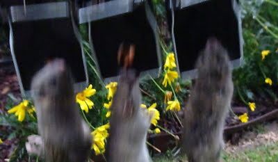 rodent trapping